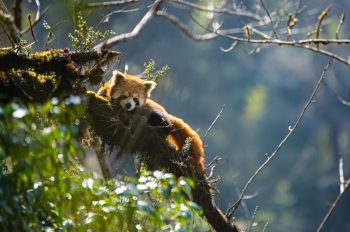 Disney and Pixar’s “Turning Red” and Red Panda Network Join Forces to Protect Endangered Wild Red Pandas