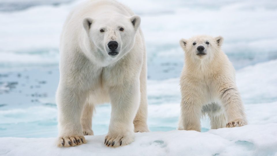 Polar Bear World In Balnce image